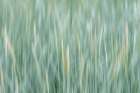 Alaska-Tongass National Forest Abstract of meadow grass  - by Jaynes Gallery | Danita Delimont Photos | Jaynes Gallery